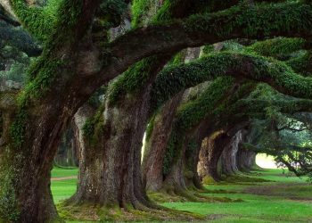 alberi monumentali