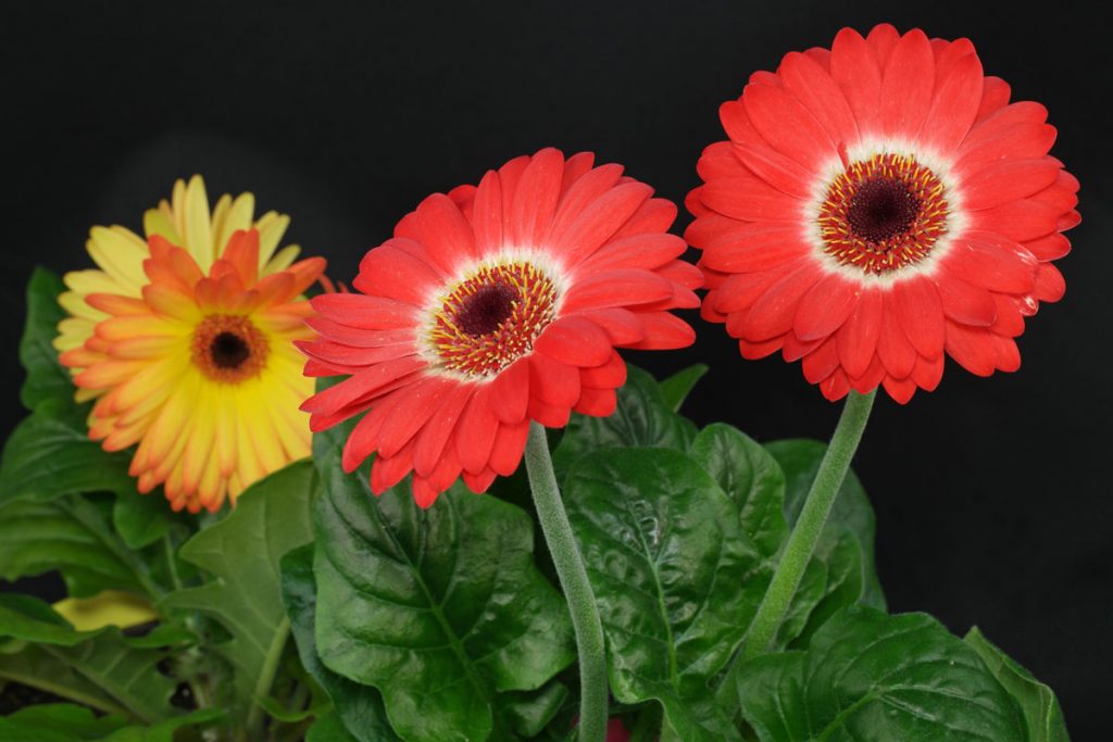 Gerbera