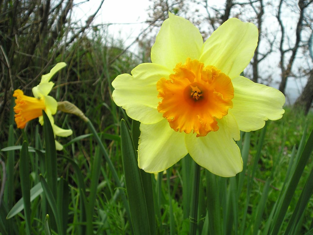 Narciso