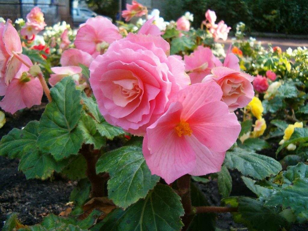 Begonia