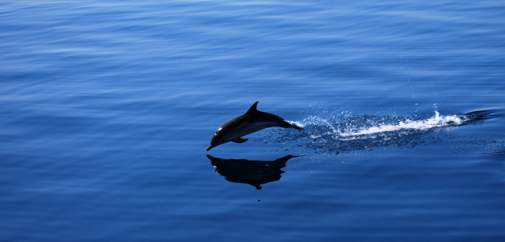 delfino arpionato e mutilato
