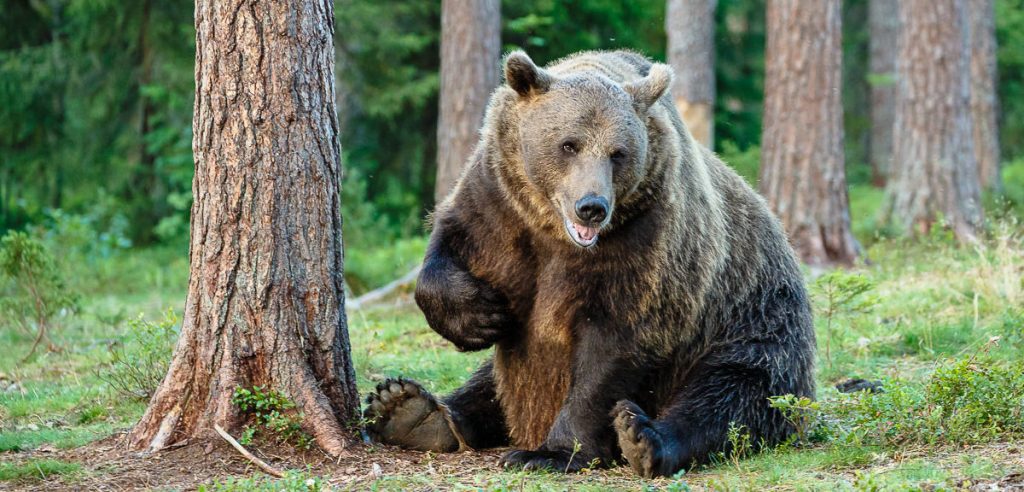 un orso bruno