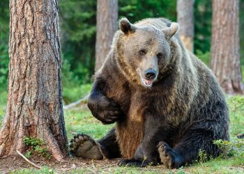 un orso bruno