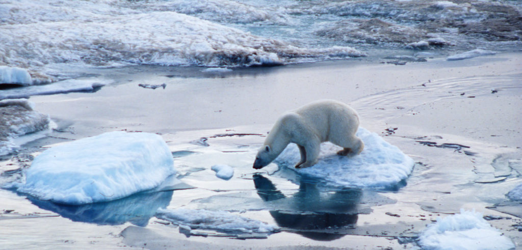 Orso polare - aumento temperatura