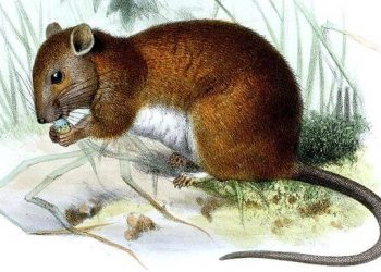 Melomys rubicola