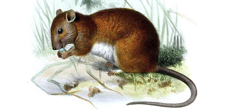 Melomys rubicola