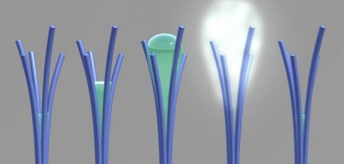 nanotubi