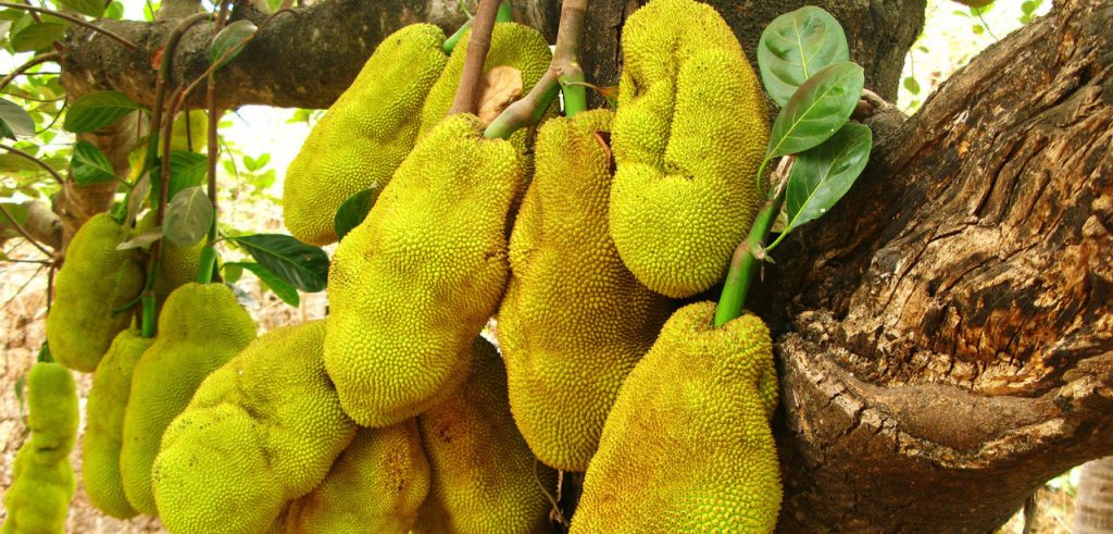 jackfruit