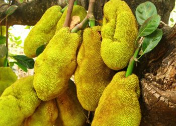 jackfruit