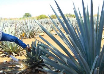 Bioplastica dalla tequila