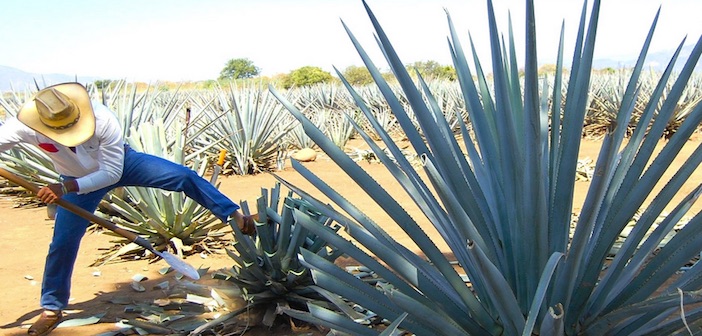 Bioplastica dalla tequila