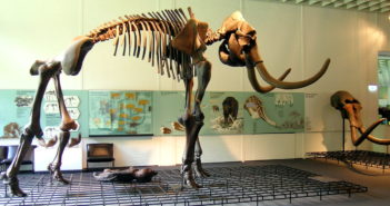 Ecco perché bisogna dichiarare i mammut specie in via d’estinzione Scheletro di mammut