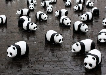 panda gigante