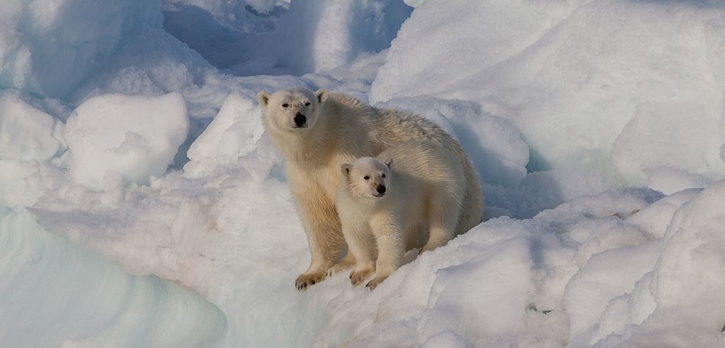 Orso polare