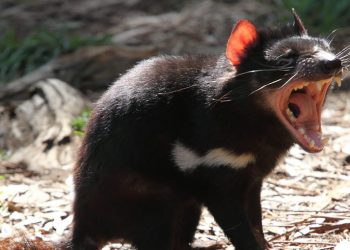 Diavolo della Tasmania