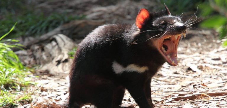 Il diavolo della Tasmania ha sconfitto il tumore