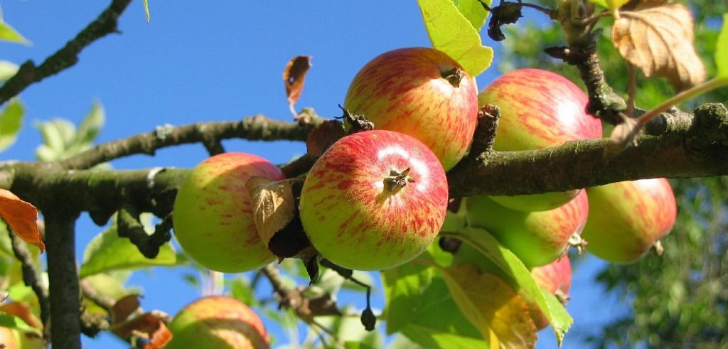 Farina fatta con gli scarti della frutta