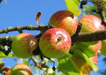 Farina fatta con gli scarti della frutta