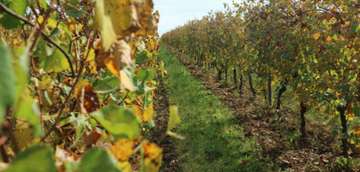 Agrifood, l'innovazione viene da Bologna