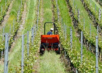 Agricoltura, la sfida del nuovo millennio è senza pesticidi