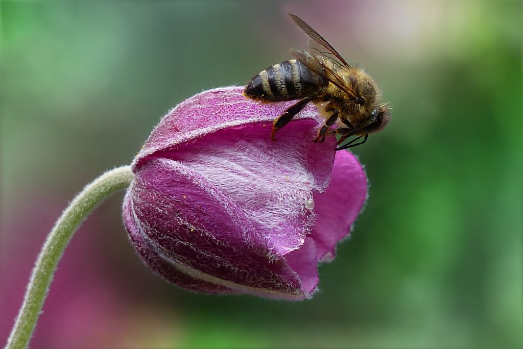 Api e pesticidi