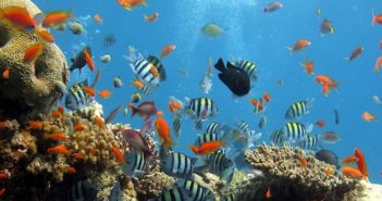 Deossigenazione degli oceani: il surriscaldamento soffocherà i mari deossigenazione degli oceani