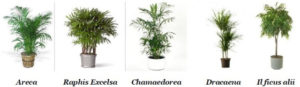 Le piante che aumentano la salubrità dell'aria