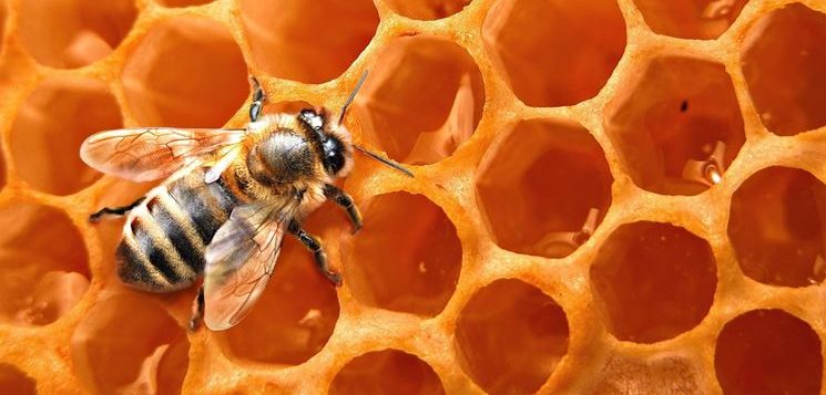 Petizione Avaaz per salvare le api