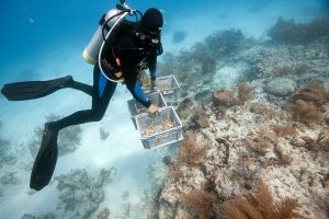Trapianti di coralli in Florida
