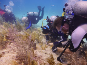Sub all'opera nel ripiantare i coralli