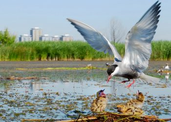 biodiversità urbana