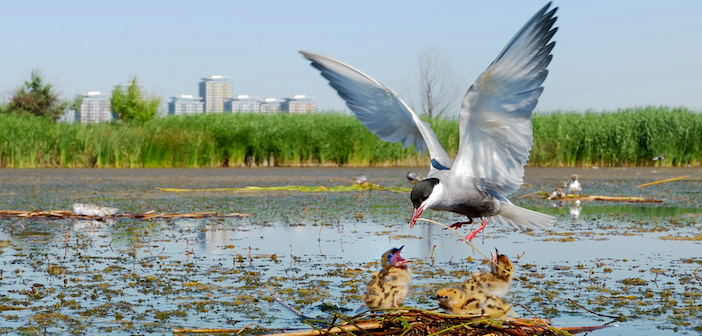 biodiversità urbana