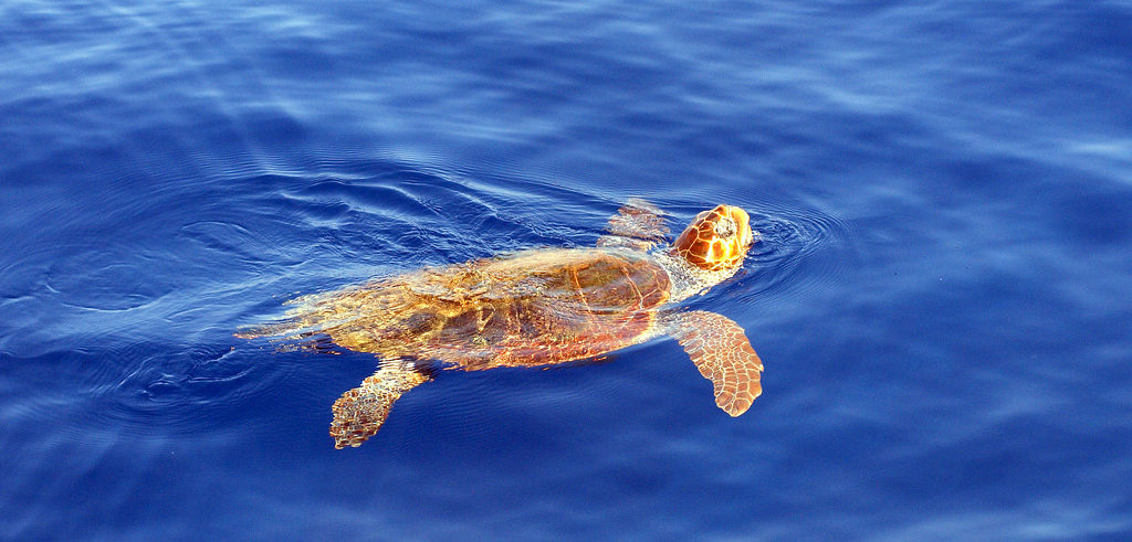 Zattera Rosetta L habitat Della Caretta Caretta Zattera Rosetta L habitat Della Caretta Caretta