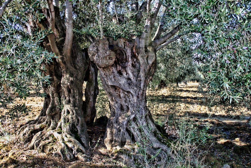 Frutticoltura e cambiamenti climatici