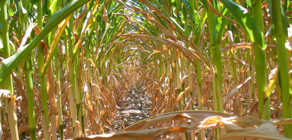 agtech e cambiamenti climatici