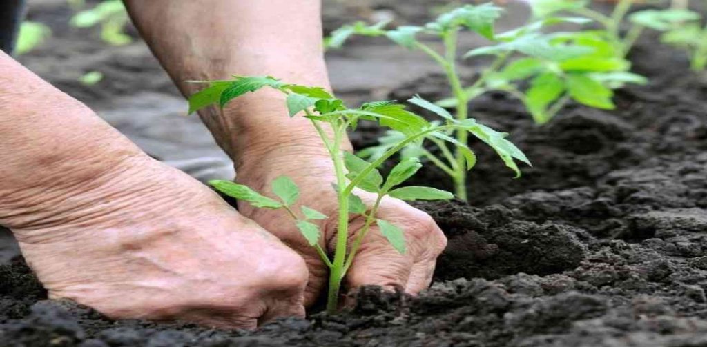 agricoltura di precisione