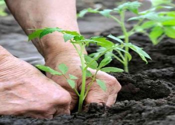 agricoltura di precisione