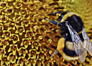 Pesticidi biologici: gli insetti in soccorso dell'uomo per un'agricoltura ecosostenibile