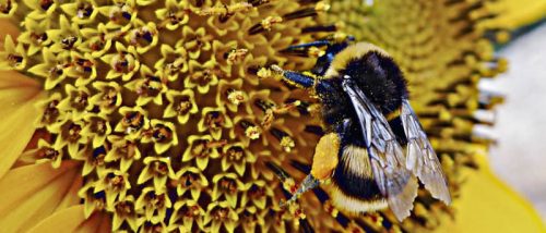 Pesticidi biologici: gli insetti in soccorso dell'uomo per un'agricoltura ecosostenibile