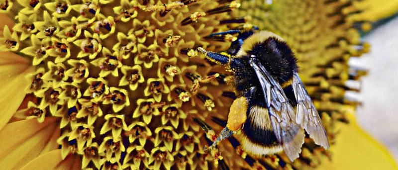 Pesticidi biologici: gli insetti in soccorso dell'uomo per un'agricoltura ecosostenibile