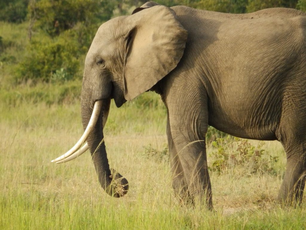 elefante africano (foto: https://pixabay.com/)