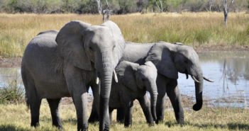 La Cina vieta il commercio dell’avorio Elefante africano e commercio dell'avorio (foto: https://pixabay.com/)