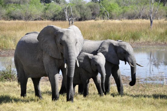 Elefante africano e commercio dell'avorio (foto: https://pixabay.com/)