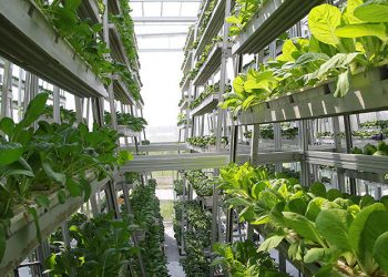 indoor farming