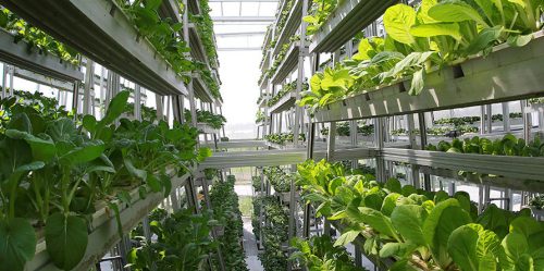 indoor farming