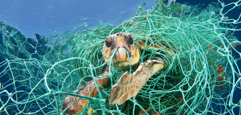 Protezione dei mari: tartaruga intrappolata rete da pesca fantasma