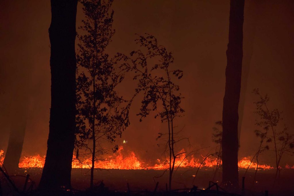 incendio nella pineta di ostia