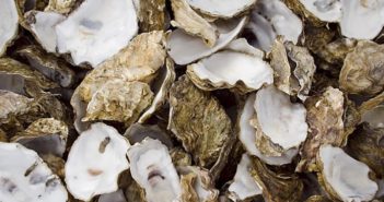 Recupero e riciclo delle conchiglie, come cambia negli USA l’allevamento delle ostriche recupero e riciclo delle conchiglie