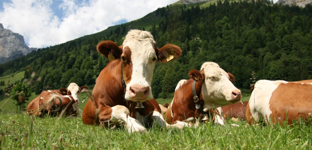 Macellazione su richiesta: una via per ridurre l'impatto ambientale degli allevamenti