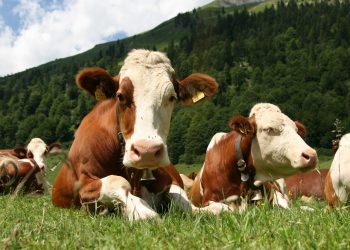 Macellazione su richiesta: una via per ridurre l'impatto ambientale degli allevamenti